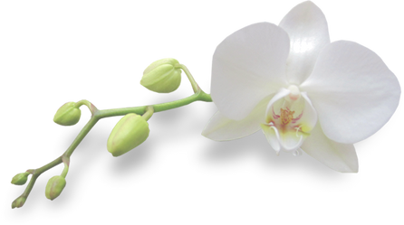 White Orchid Flower Cutout